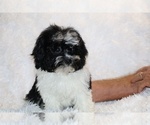 Small #11 ShihPoo