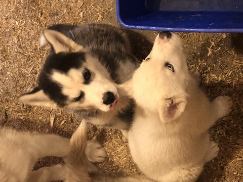 Medium Photo #1 Siberian Husky Puppy For Sale in LAFAYETTE, IN, USA