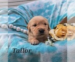 Puppy Tailor Golden Retriever