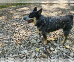 Small Mutt