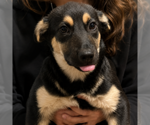 Mutt Dogs for adoption in Sterling, MA, USA