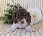 Small Photo #24 Dachshund Puppy For Sale in GOSHEN, IN, USA