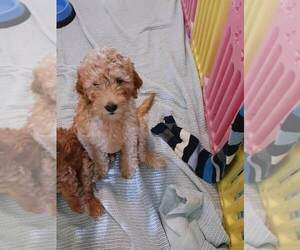 Goldendoodle Puppy for sale in WINTER PARK, FL, USA