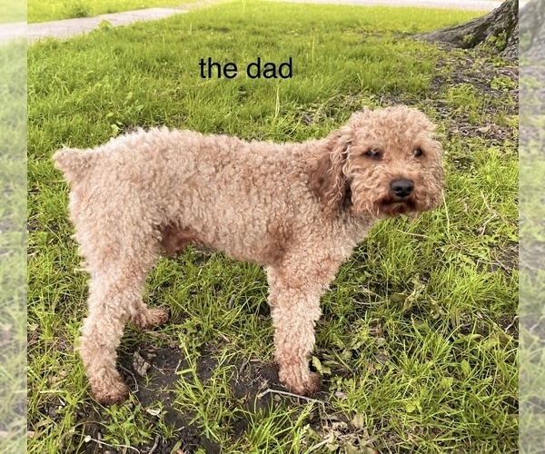 Medium Photo #1 Poodle (Miniature) Puppy For Sale in RUDD, IA, USA