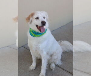 Great Pyrenees-Unknown Mix Dogs for adoption in McKinney, TX, USA