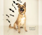 Small #2 German Shepherd Dog-Huskies  Mix