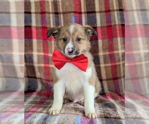 Shetland Sheepdog-Unknown Mix Puppy for sale in PEACH BOTTOM, PA, USA
