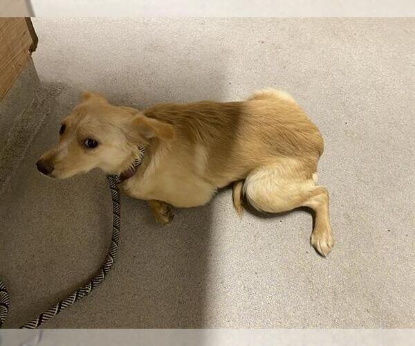 Medium Photo #1 Chihuahua-Unknown Mix Puppy For Sale in Modesto, CA, USA