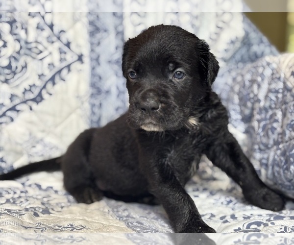 Medium Photo #3 Cane Corso Puppy For Sale in NEWTON, NJ, USA
