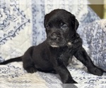 Small #2 Cane Corso