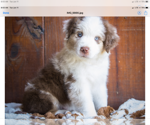 Medium Photo #1 Miniature American Shepherd Puppy For Sale in NEW BRAUNFELS, TX, USA