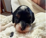 Puppy Oreo Cavapoo (Miniature)