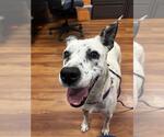 Small #1 American Pit Bull Terrier Mix