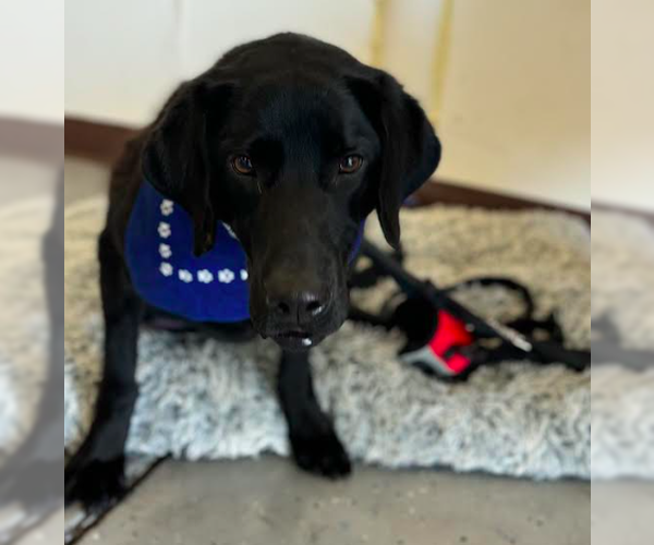 Medium Photo #6 Labrador Retriever Puppy For Sale in Brooklyn Center, MN, USA
