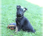Small Photo #2 German Shepherd Dog Puppy For Sale in FREDERICKSBG, OH, USA