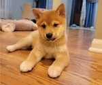 Small Photo #24 Shiba Inu Puppy For Sale in CARPENTERSVILLE, IL, USA