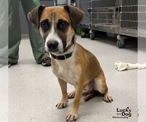 Jack-A-Bee Dogs for adoption in Washington, DC, USA