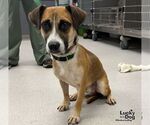 Roper - Male Jack-A-Bee Dog for Adoption - Small photo