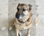 Small Photo #1  Puppy For Sale in , 