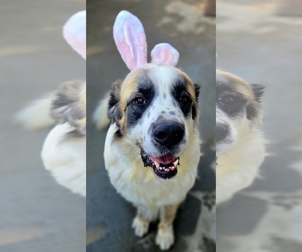 Medium Photo #2 Saint Bernard Puppy For Sale in Menifee, CA, USA