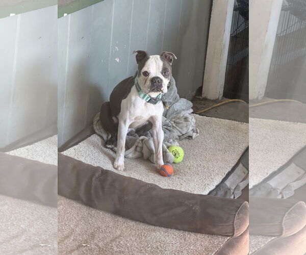 Medium Photo #1 Boston Terrier Puppy For Sale in Huntington Beach, CA, USA