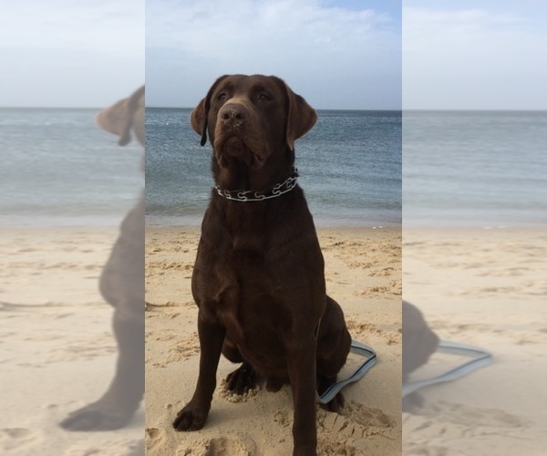 Medium Photo #1 Labrador Retriever Puppy For Sale in BEAUFORT, NC, USA