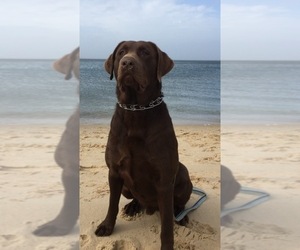 Father of the Labrador Retriever puppies born on 05/09/2025