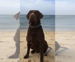Small Photo #1 Labrador Retriever Puppy For Sale in BEAUFORT, NC, USA