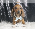 Small #4 Dachshund