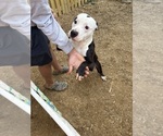 Puppy Neo American Pit Bull Terrier