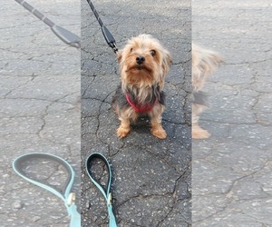 Medium Mutt