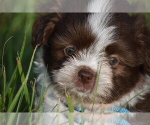 Auss-Tzu Puppy for sale in PALM COAST, FL, USA