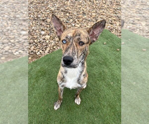 Medium Photo #2 Mutt Puppy For Sale in Evansville, IN, USA