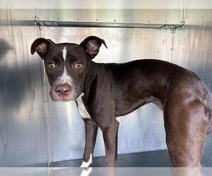 Mutt Dogs for adoption in Grand Prairie, TX, USA
