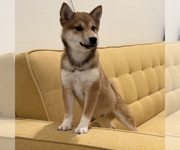 Medium Photo #1 Shiba Inu Puppy For Sale in MURRIETA, CA, USA