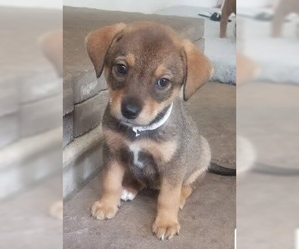 Medium Photo #1 Mutt Puppy For Sale in Winter Park, CO, USA