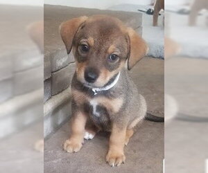Mutt Dogs for adoption in Winter Park, CO, USA