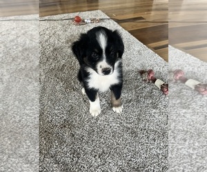 Australian Shepherd Puppy for sale in ABINGDON, VA, USA