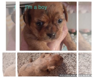 ShiChi Dog for Adoption in SPRINGFIELD, Missouri USA