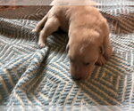 Small #3 Australian Shepherd-Plott Hound Mix