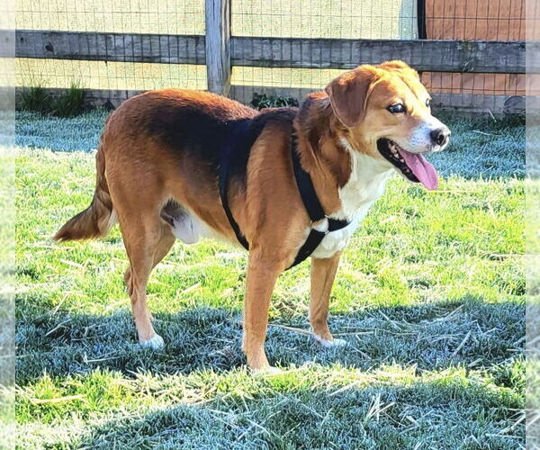 Medium Photo #4 Beagle-Unknown Mix Puppy For Sale in Germantown, OH, USA