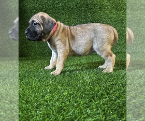 Presa Canario Puppy for sale in MOUNTAIN RANCH, CA, USA