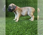 Small Presa Canario