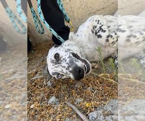 Mutt Dogs for adoption in Rancho Cucamonga, CA, USA