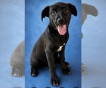 Small Photo #2 Boxador Puppy For Sale in Southbury, CT, USA