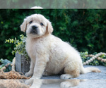 Small Photo #6 English Cream Golden Retriever Puppy For Sale in HARLAN, IN, USA