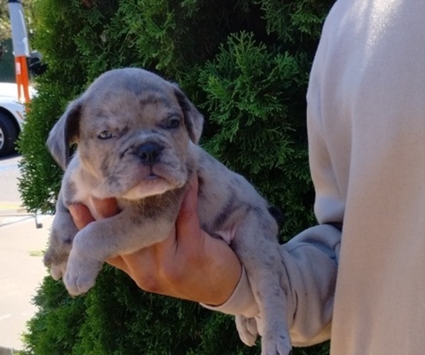 Medium Photo #1 American Bully-French Bulldog Mix Puppy For Sale in PORTLAND, OR, USA