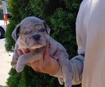Puppy 8 American Bully-French Bulldog Mix