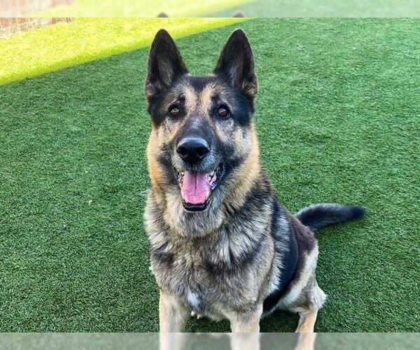 Medium Photo #2 German Shepherd Dog Puppy For Sale in Orange, CA, USA