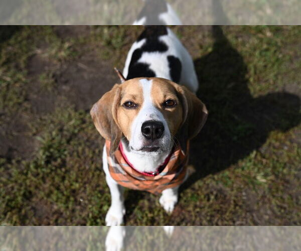 Medium Photo #7 Beagle Puppy For Sale in Gloversville, NY, USA